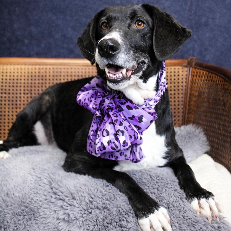 Nikki, ADOPTABLE, Adult Female Mountain Cur.