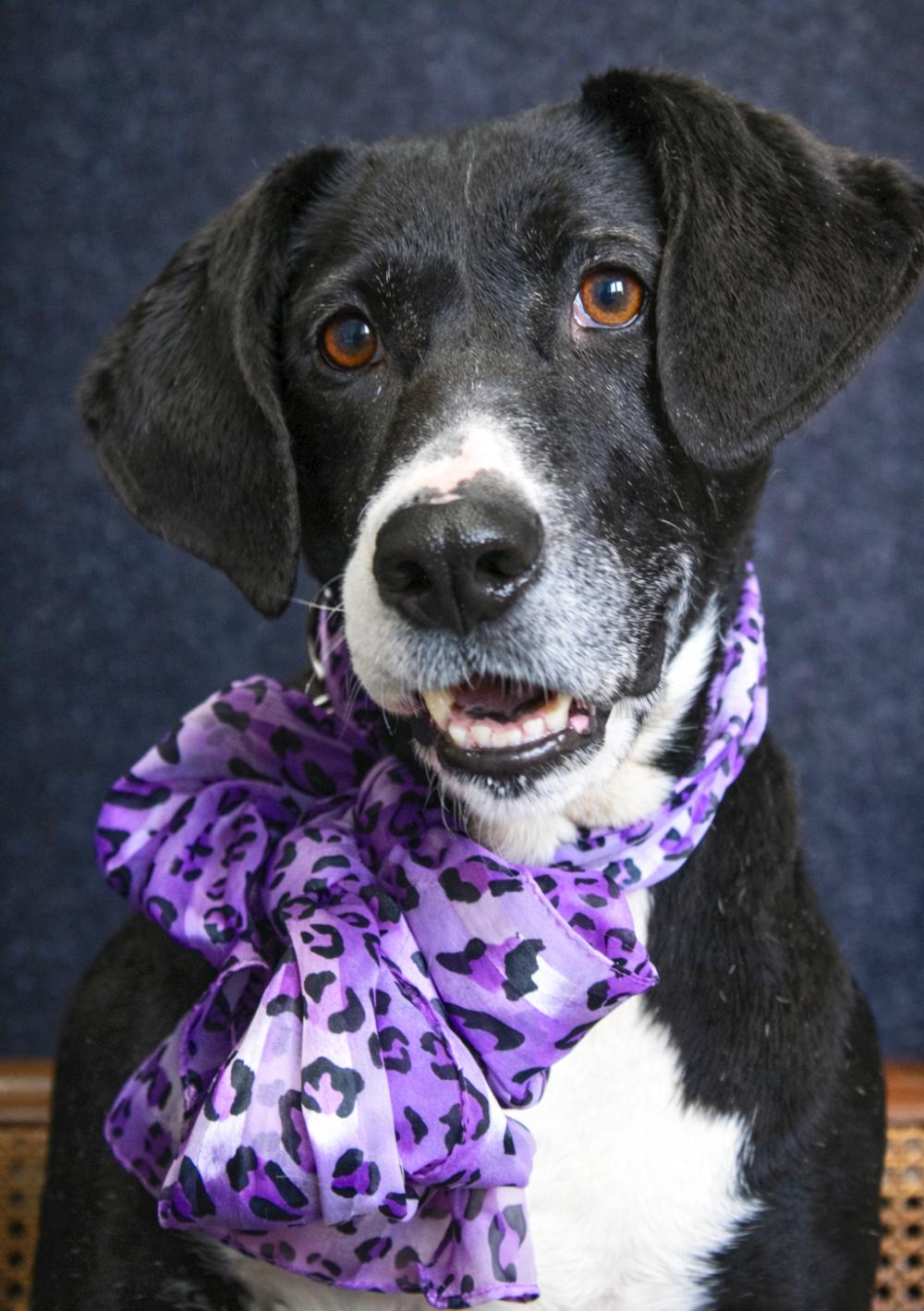 Nikki, a ADOPTABLE Mountain Cur in Cheboygan, MI image 4/6
