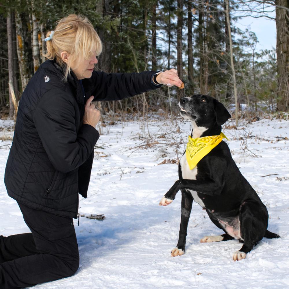 Nikki, a ADOPTABLE Mountain Cur in Cheboygan, MI image 5/6
