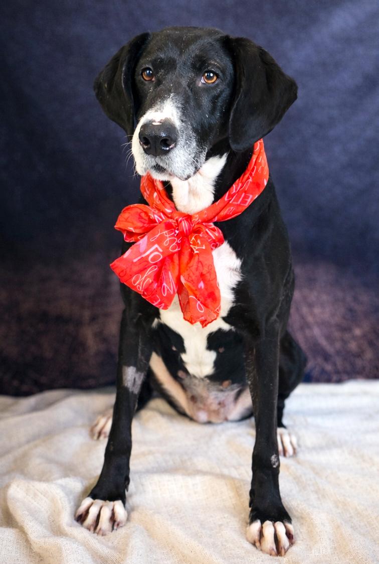 Enlarge Nikki, a ADOPTABLE Mountain Cur in Cheboygan, MI image 4/6