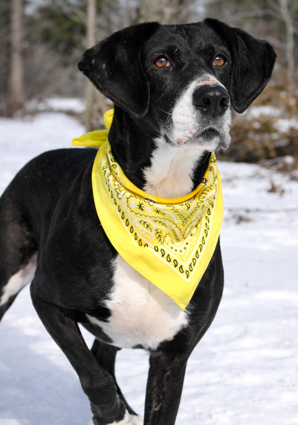 Nikki, a ADOPTABLE Mountain Cur in Cheboygan, MI image 6/6
