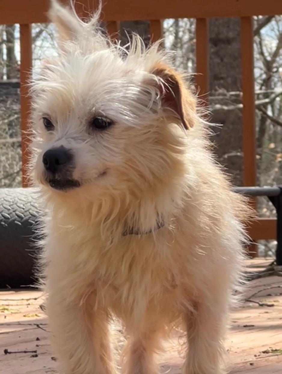 Natalie, a ADOPTABLE mixed breed in Orlando, FL image 2/2