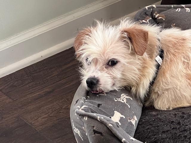 Natalie, ADOPTABLE, Young Female Cairn Terrier & Maltese.