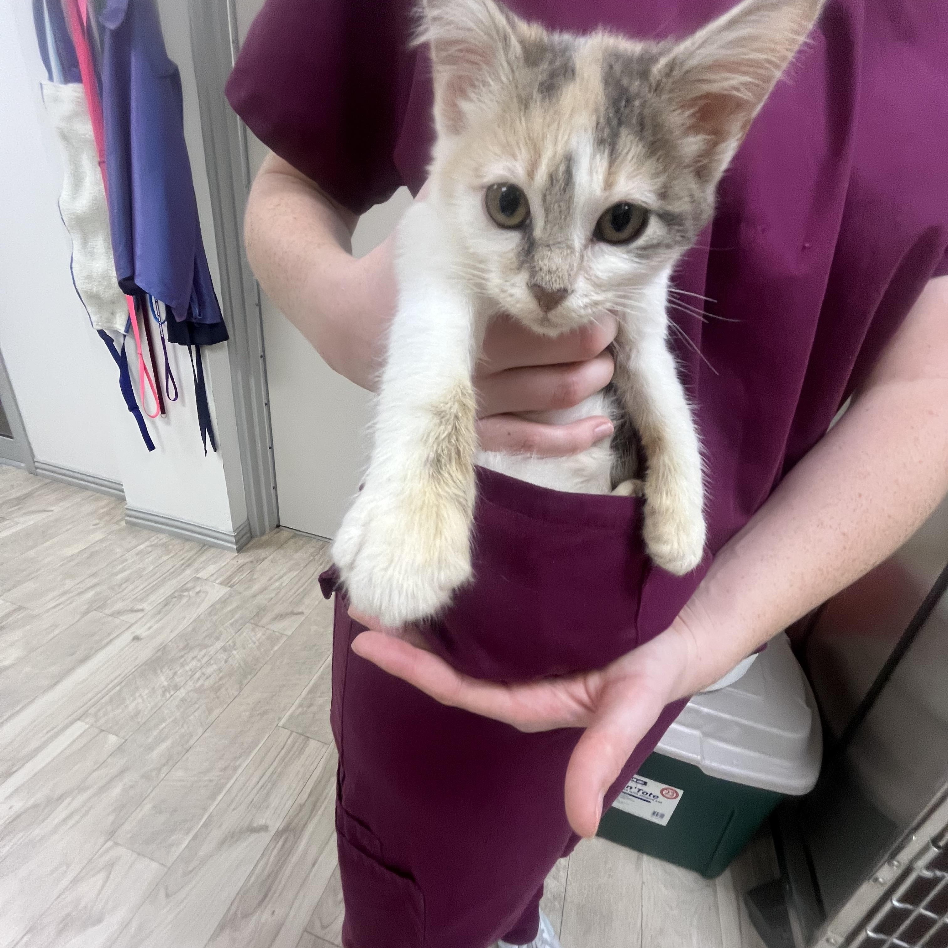 Enlarge Koi Fish, a ADOPTABLE Domestic Short Hair in College Station, TX image 2/2