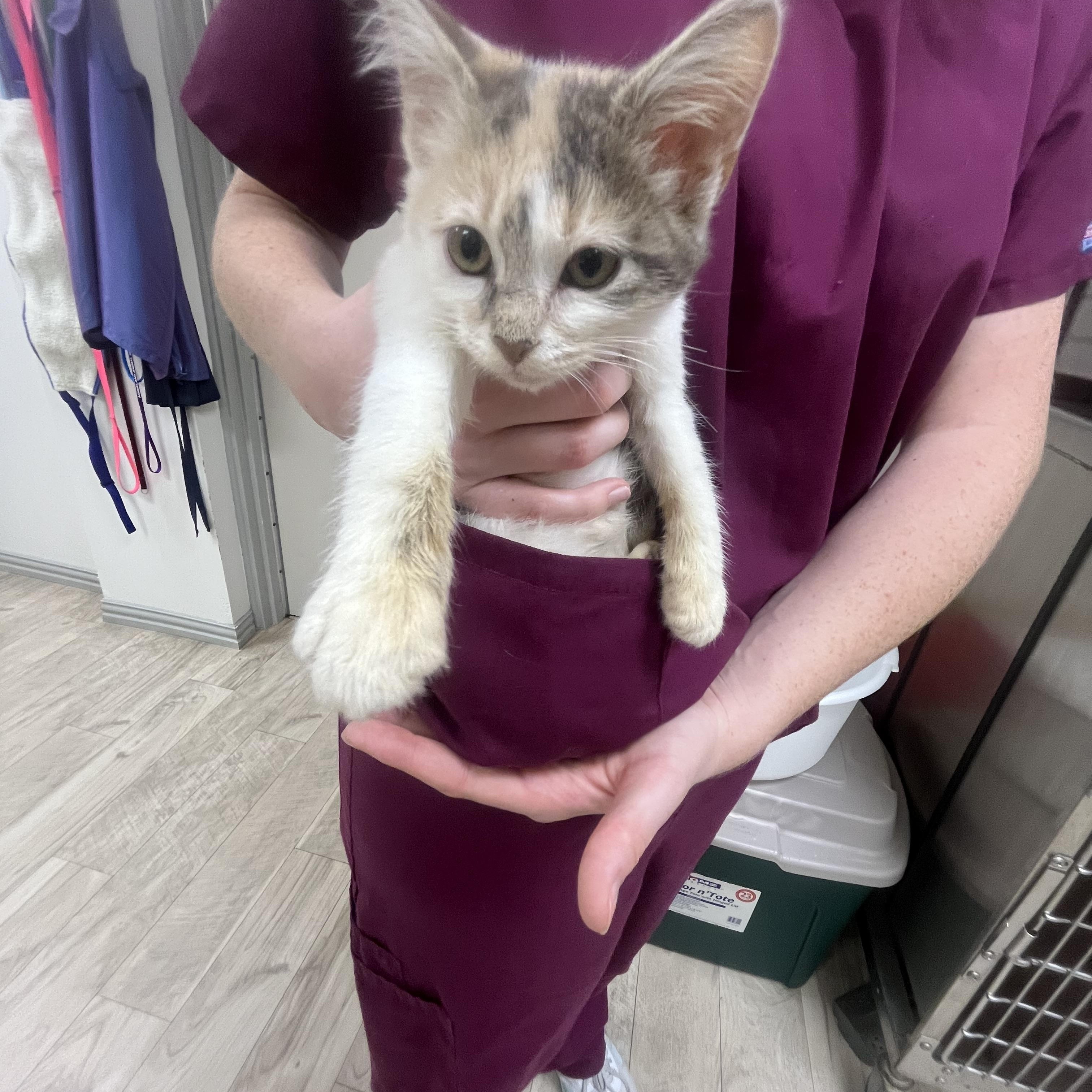 Enlarge Koi Fish, a ADOPTABLE Domestic Short Hair in College Station, TX image 1/2