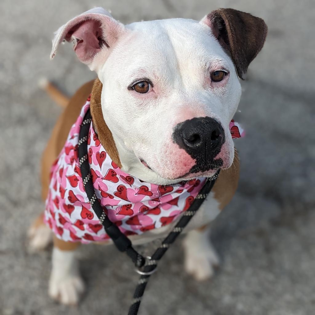Enlarge Milly Mae, a Adoptable mixed breed in Washburn, MO image 1/6