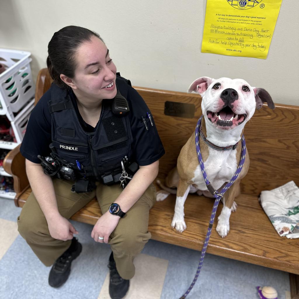 Enlarge Milly Mae, a Adoptable mixed breed in Washburn, MO image 2/6