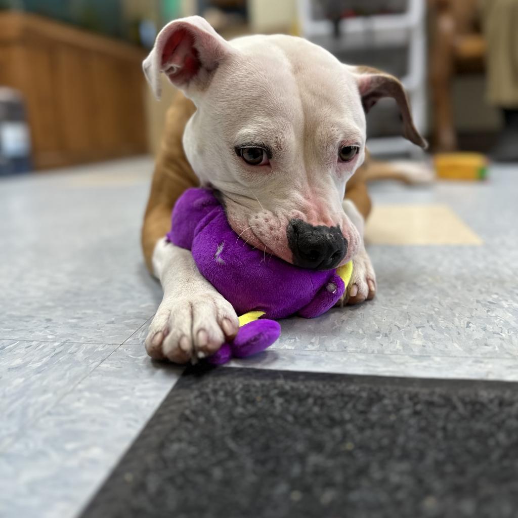 Enlarge Milly Mae, a Adoptable mixed breed in Washburn, MO image 3/6