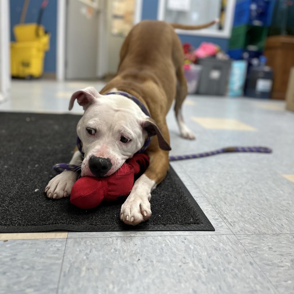 Enlarge Milly Mae, a Adoptable mixed breed in Washburn, MO image 4/6