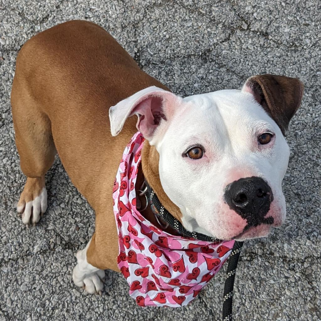 Enlarge Milly Mae, a Adoptable mixed breed in Washburn, MO image 5/6