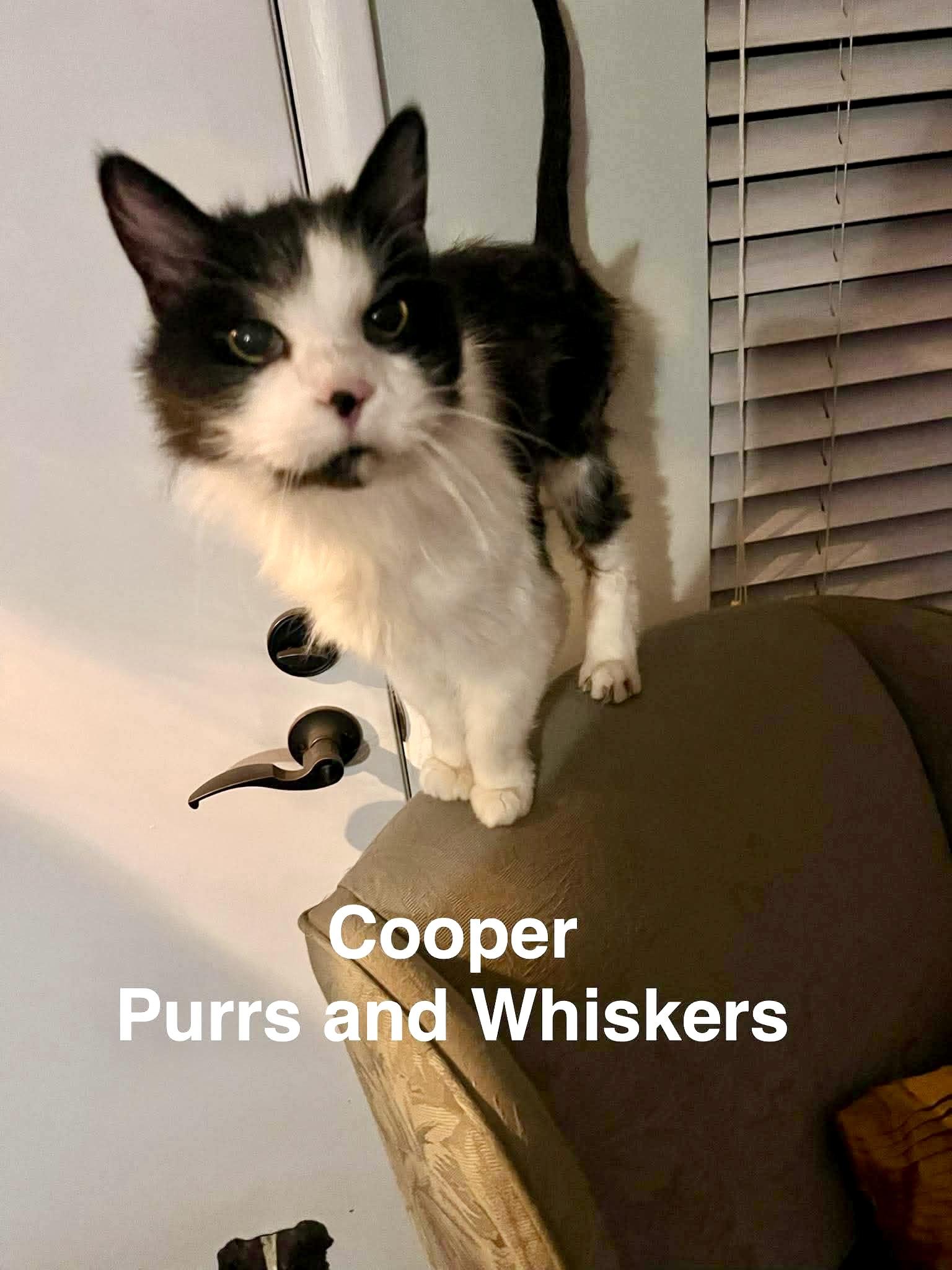 Enlarge Cooper, a Adoptable Domestic Long Hair in New Hartford, NY image 1/1