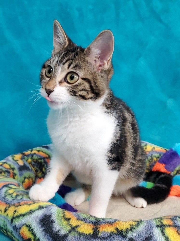 Frida, Adoptable, Kitten Female Domestic Short Hair.