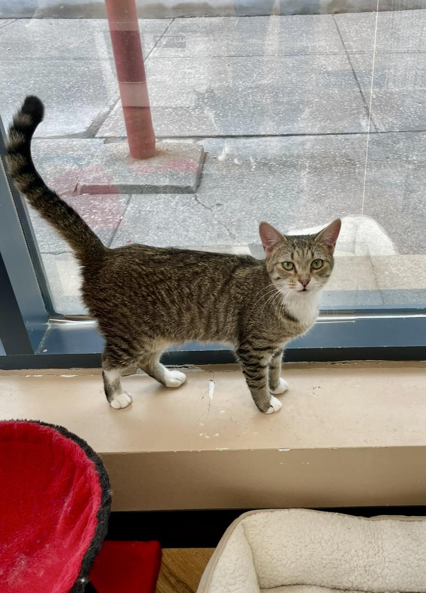 Liliana - Dundas East Animal Hospital