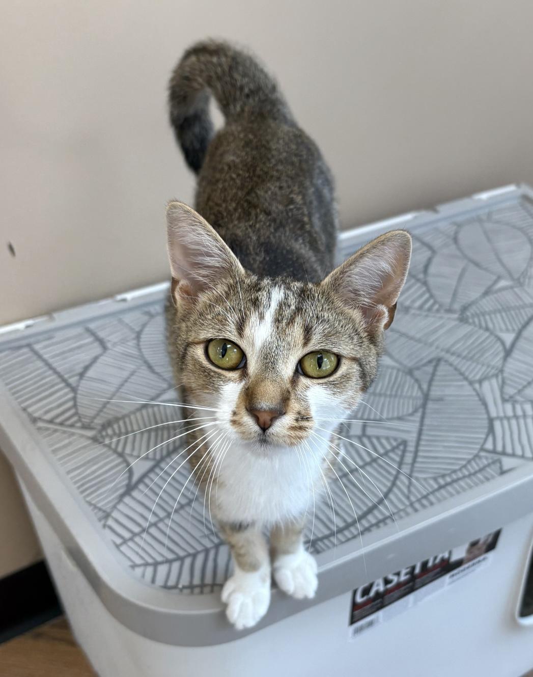 Liliana - Dundas East Animal Hospital