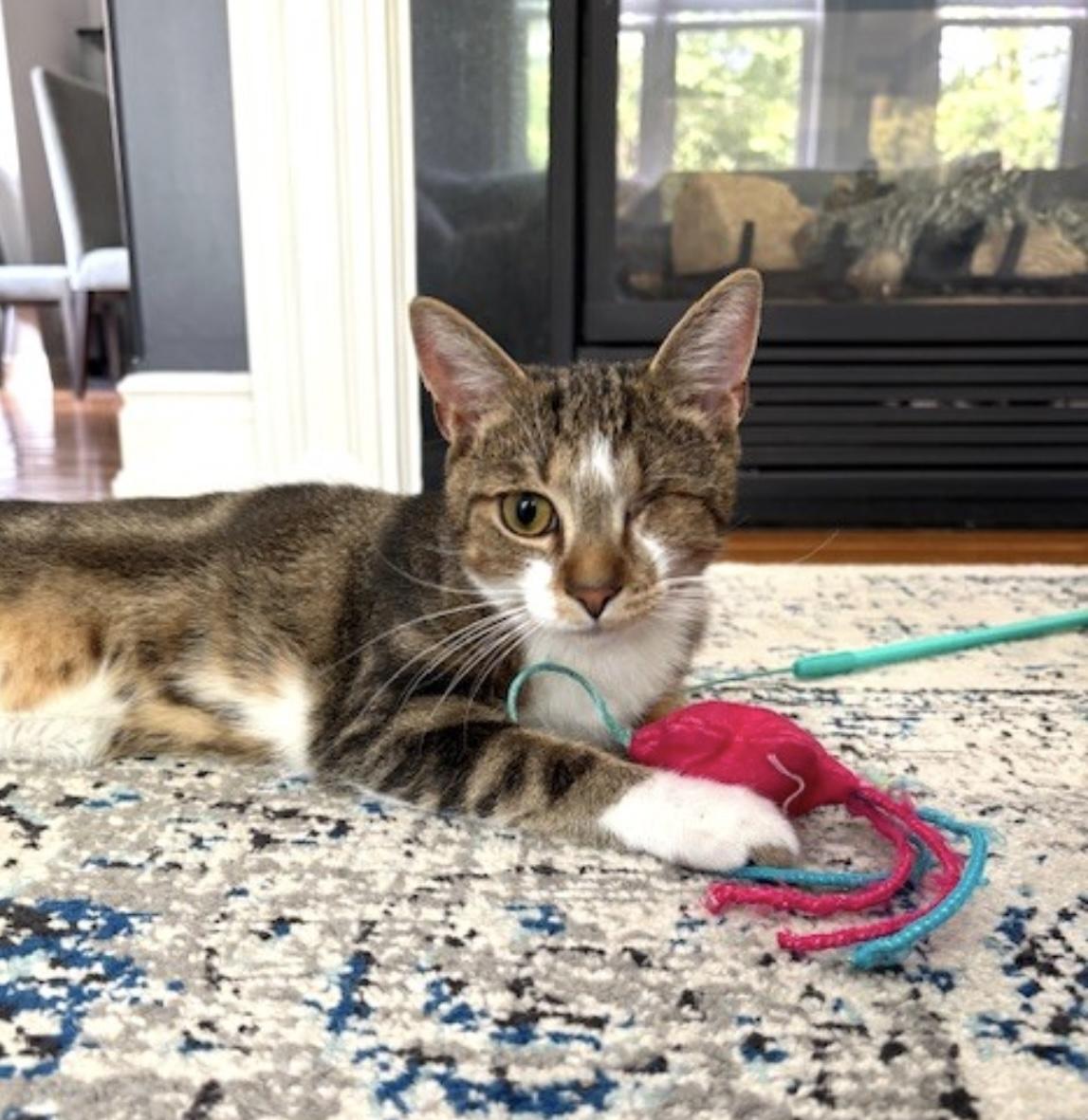 Liliana - Dundas East Animal Hospital