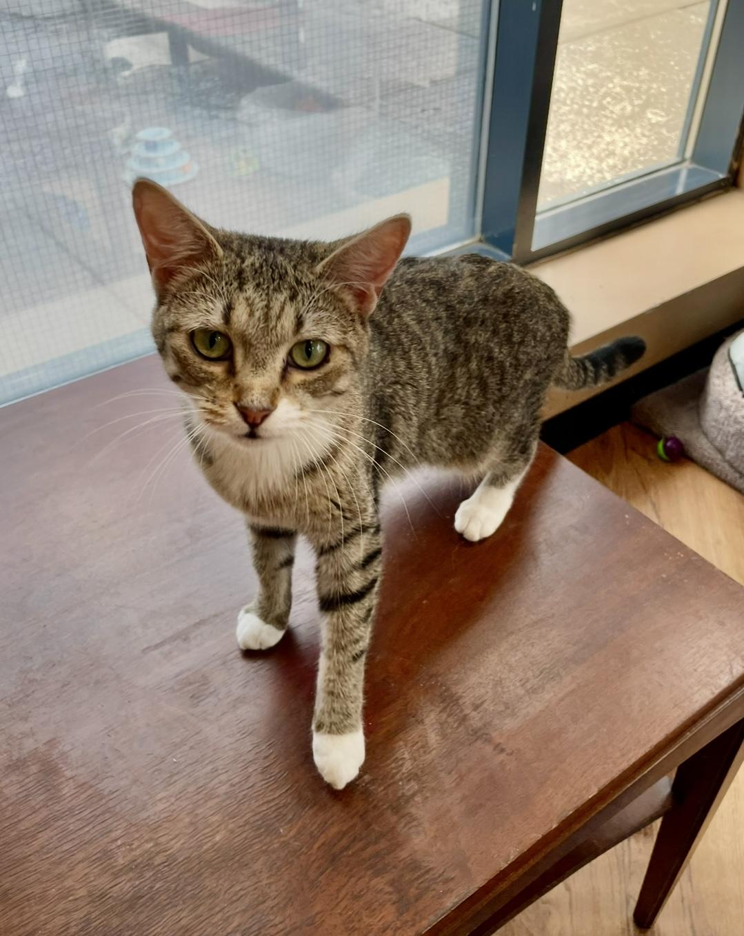Liliana - Dundas East Animal Hospital
