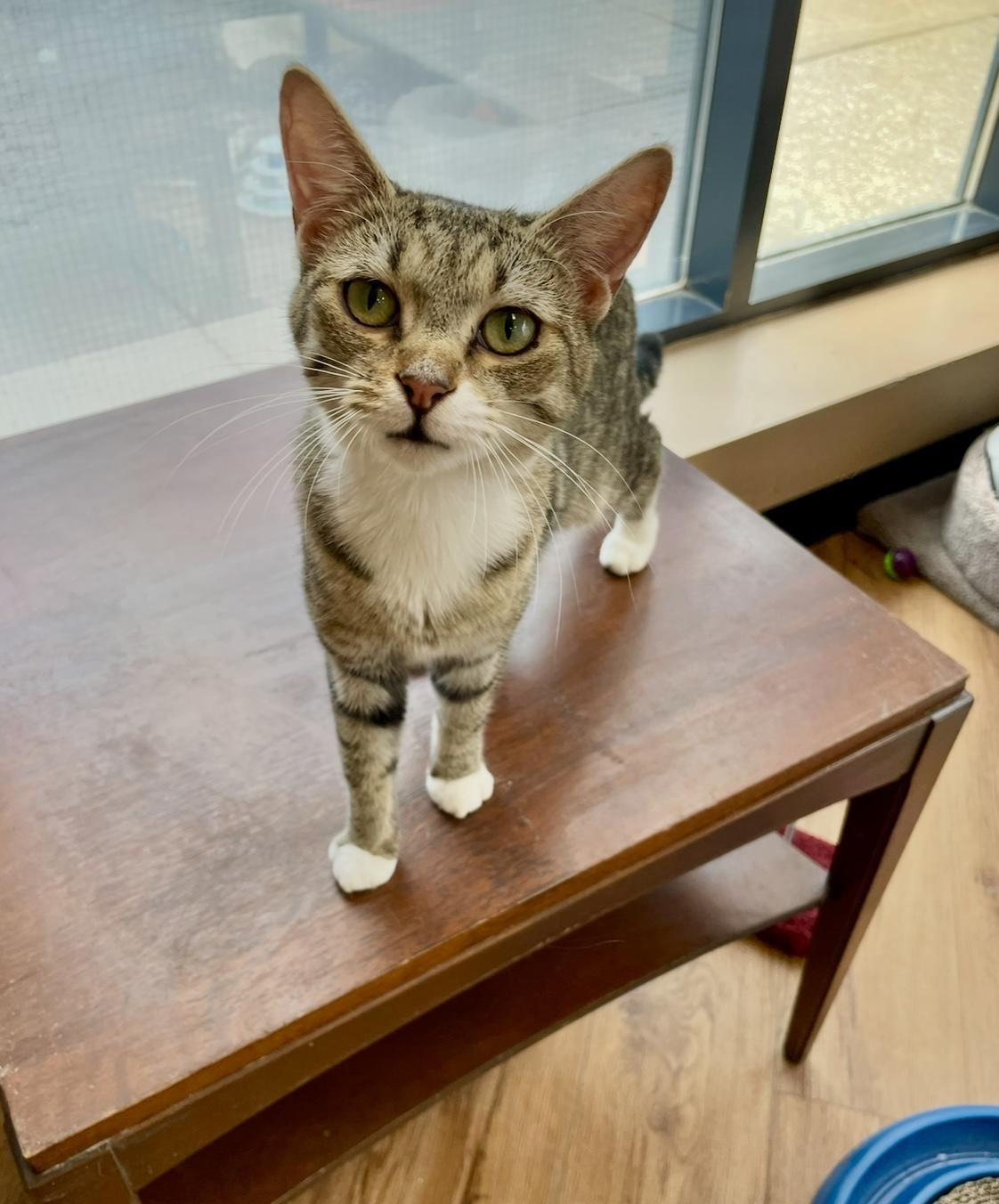 Liliana - Dundas East Animal Hospital