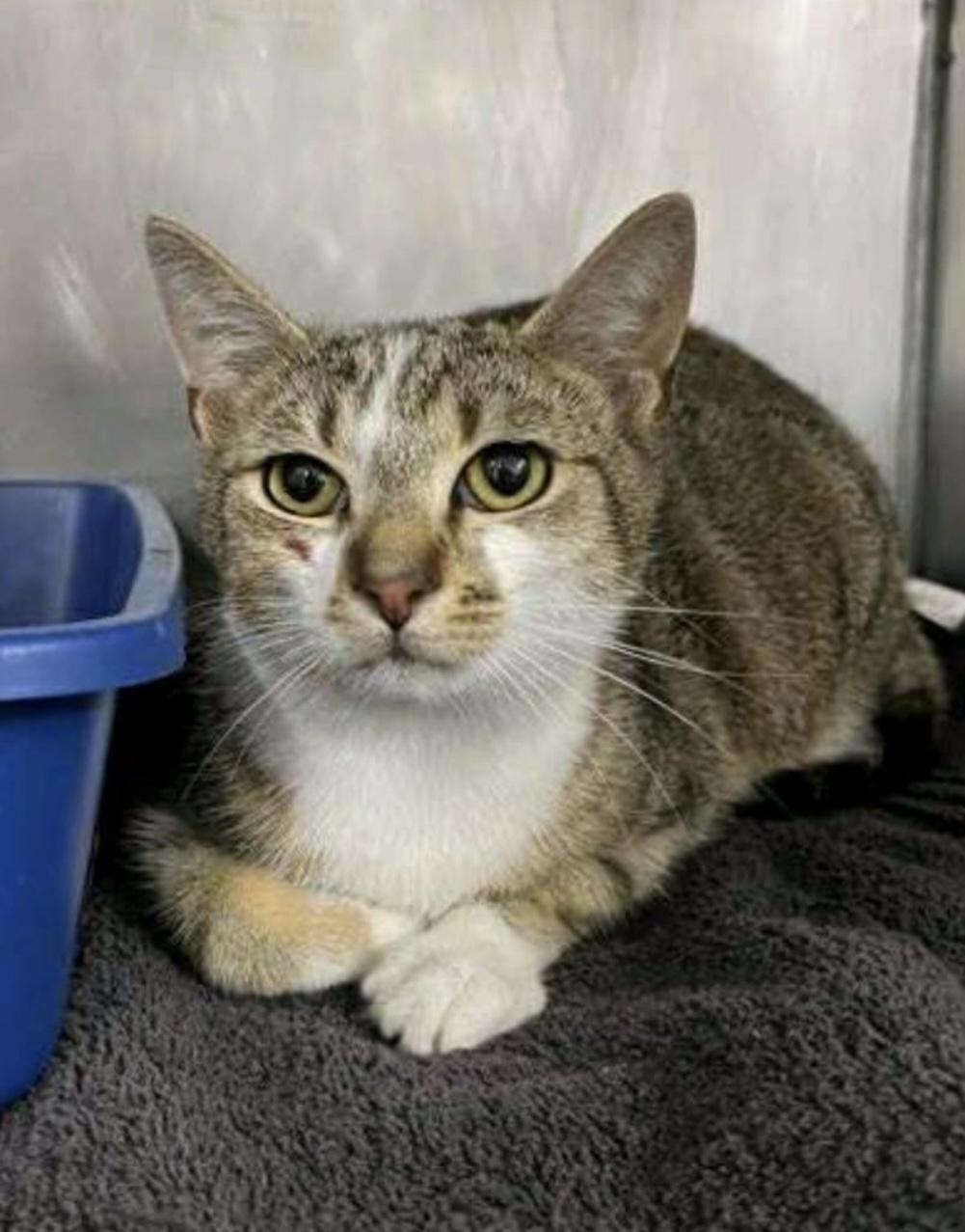 Liliana - Dundas East Animal Hospital