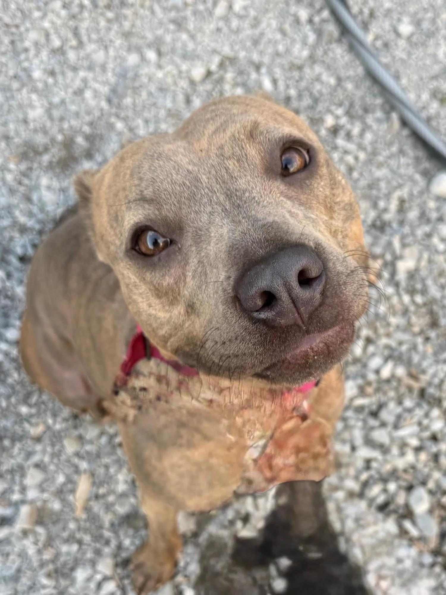 Stella, a Adoptable mixed breed in Huntsville, AL image 6/6