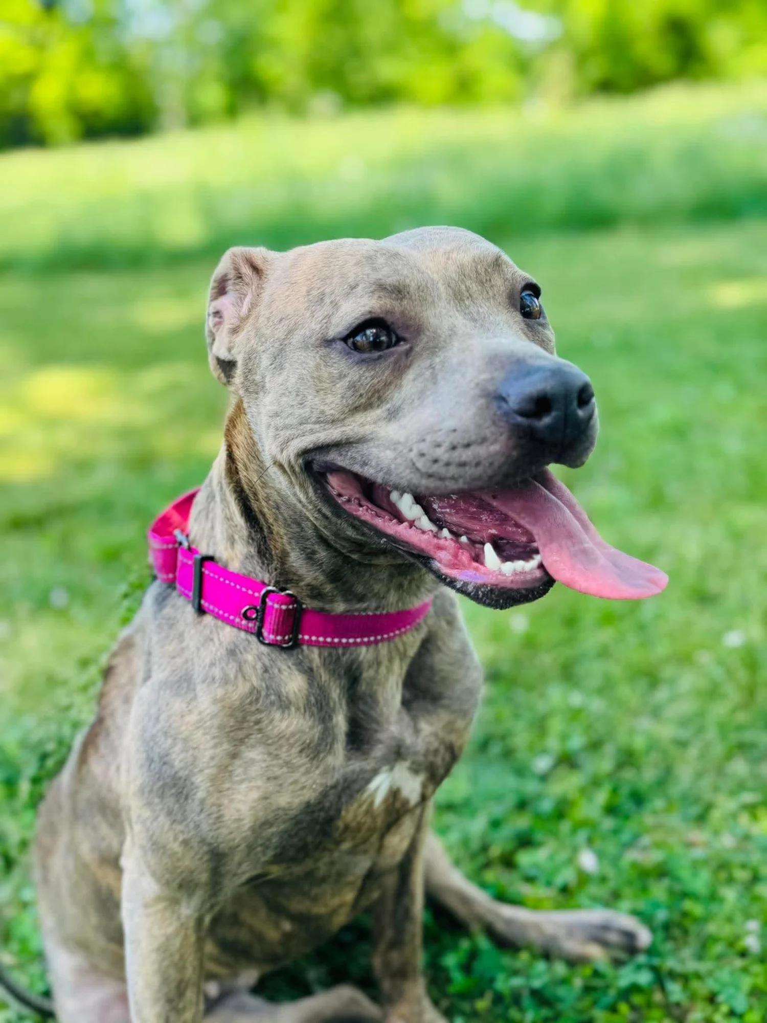 Stella, a Adoptable mixed breed in Huntsville, AL image 2/6