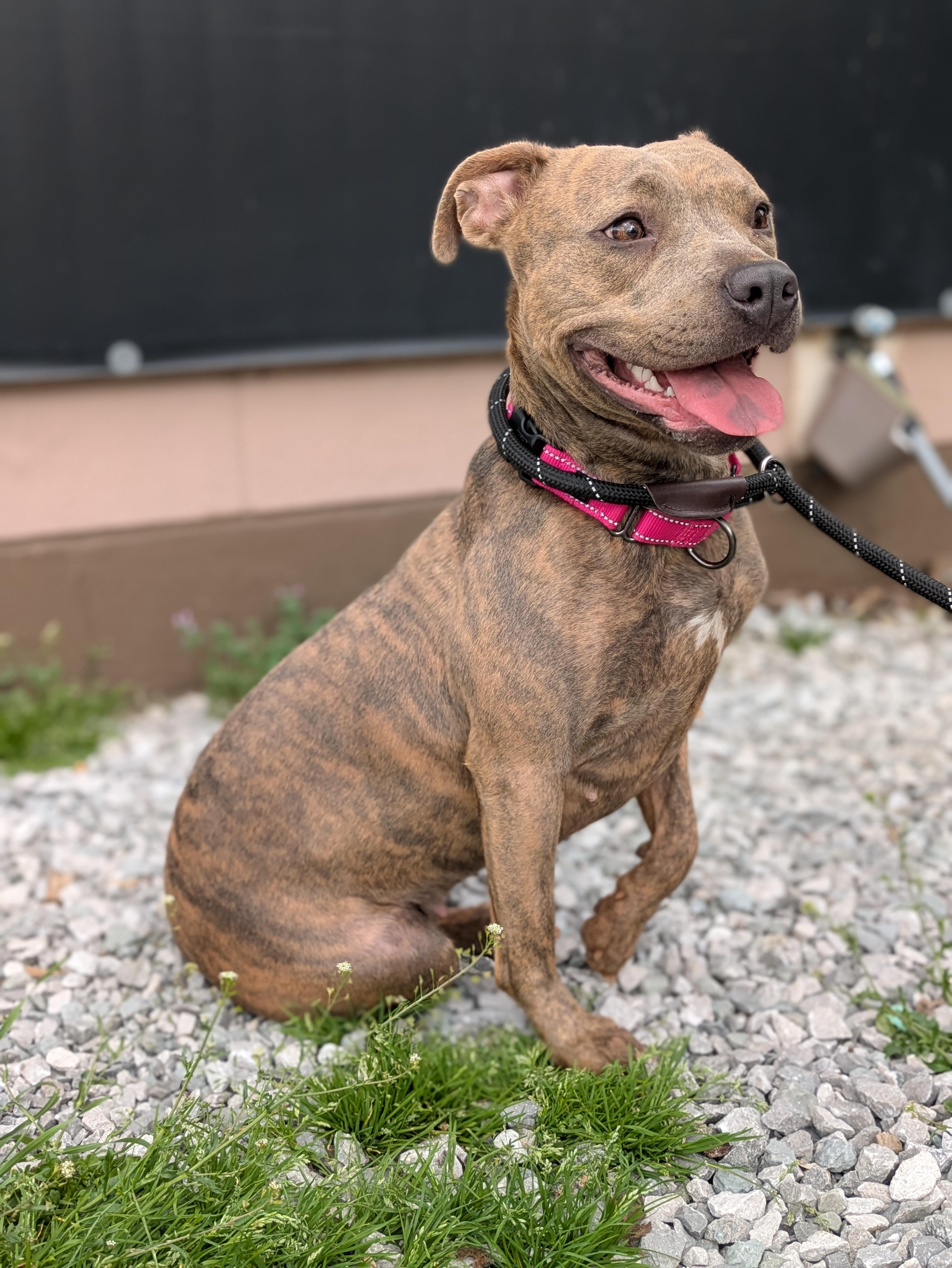 Enlarge Stella, a ADOPTABLE Mixed Breed in Huntsville, AL image 1/2