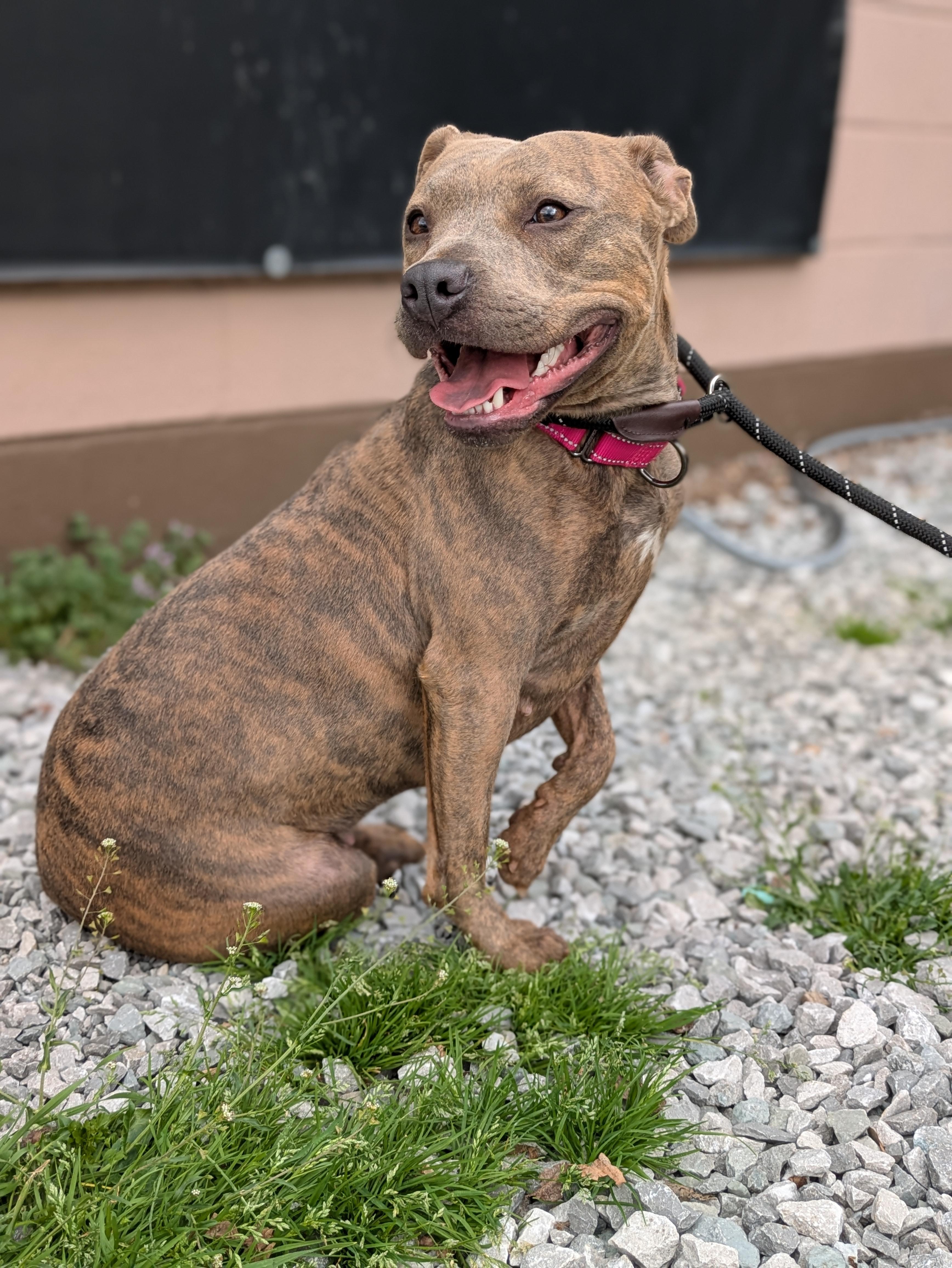 Enlarge Stella, a ADOPTABLE Mixed Breed in Huntsville, AL image 2/2