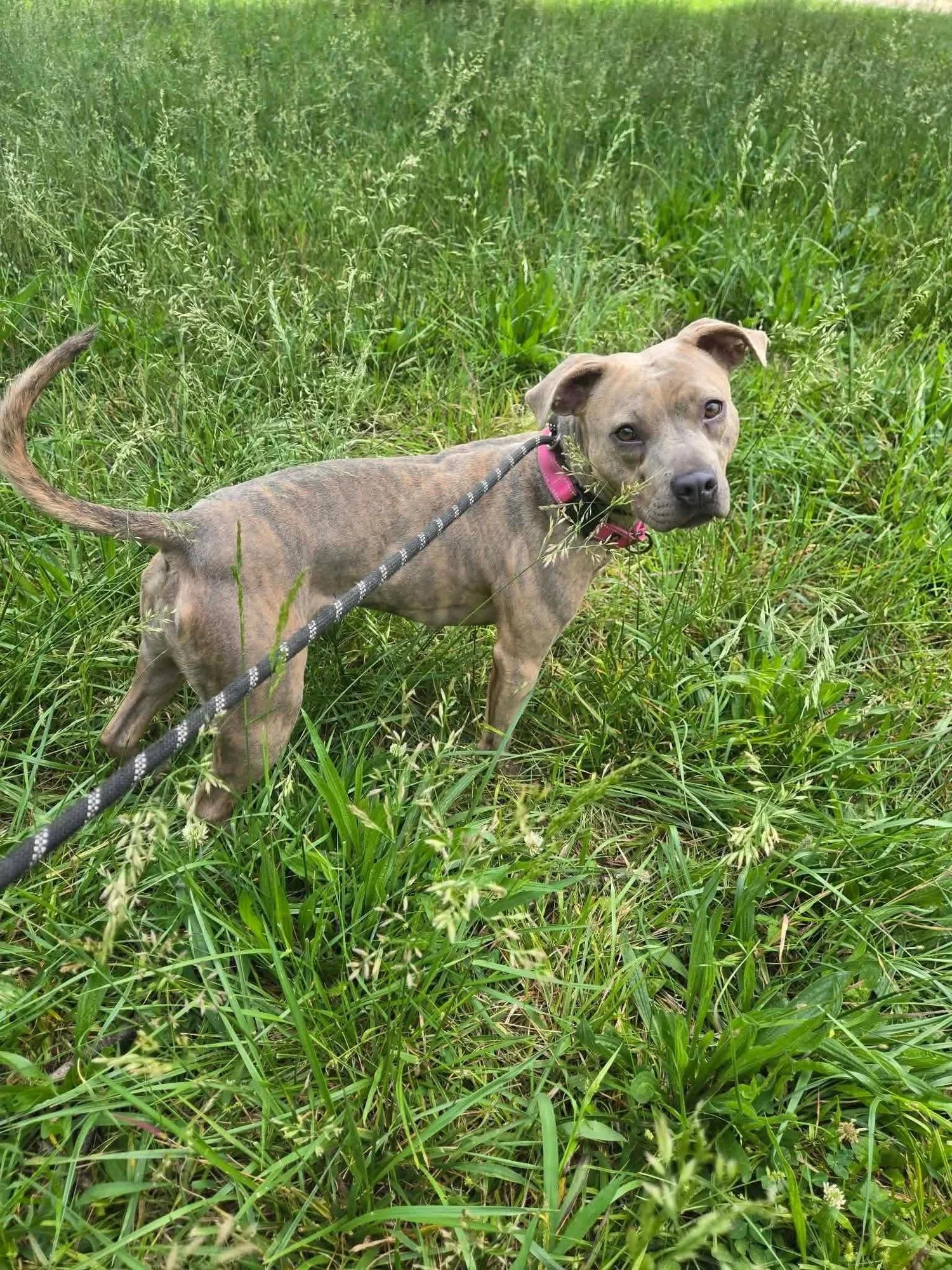 Stella, a Adoptable mixed breed in Huntsville, AL image 3/6