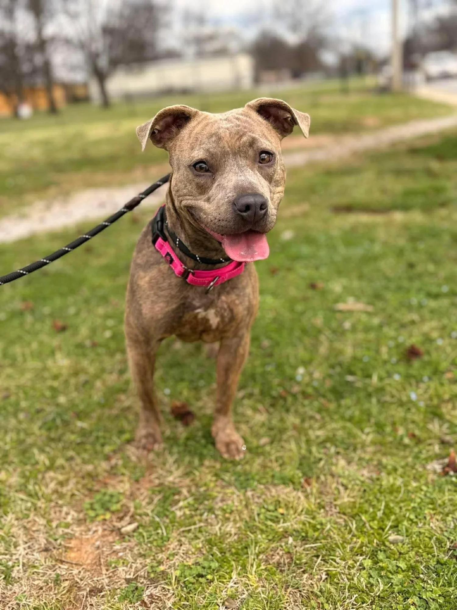 Stella, a Adoptable mixed breed in Huntsville, AL image 5/6