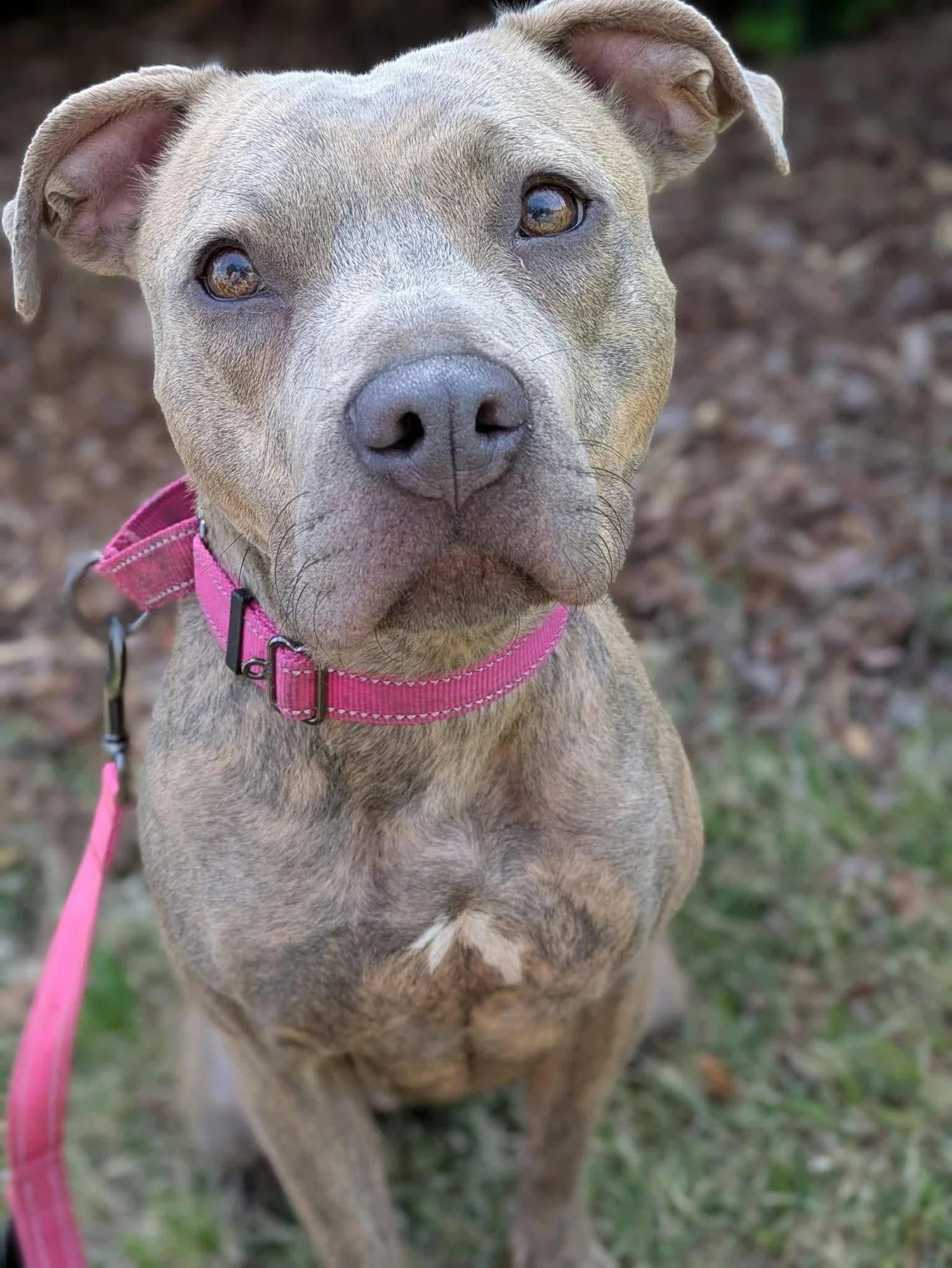 Stella, a Adoptable mixed breed in Huntsville, AL image 1/6