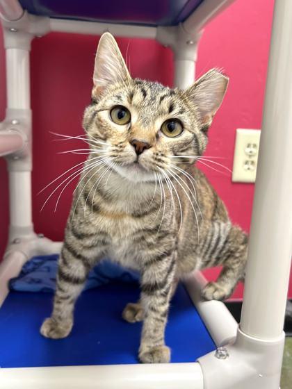 Pumpkin Spice, a Adoptable Domestic Short Hair in Memphis, TN image 2/3