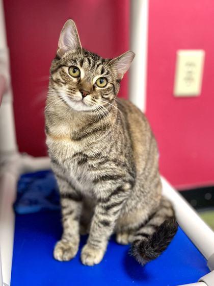 Pumpkin Spice, Adoptable, Kitten Female Domestic Short Hair & Domestic Short Hair.