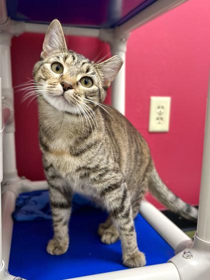 Pumpkin Spice, a Adoptable Domestic Short Hair in Memphis, TN image 3/3