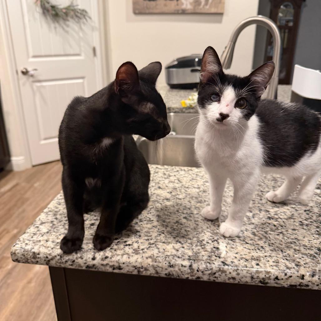 Enlarge Juliet, a Adoptable Domestic Short Hair in Port Richey, FL image 2/6