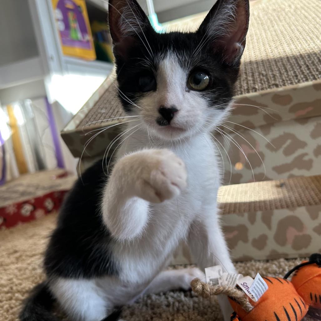 Enlarge Juliet, a Adoptable Domestic Short Hair in Port Richey, FL image 5/6