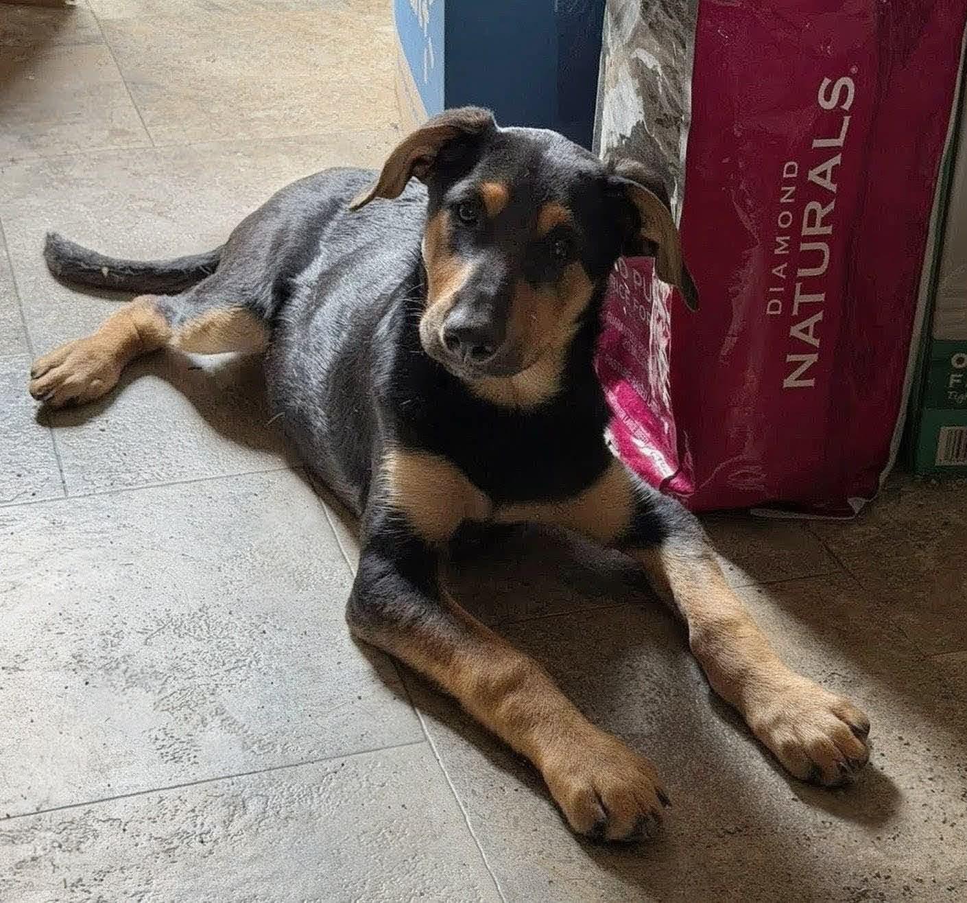 Enlarge Sunni, an adopted mixed breed in Grand Rapids, MI image 2/3