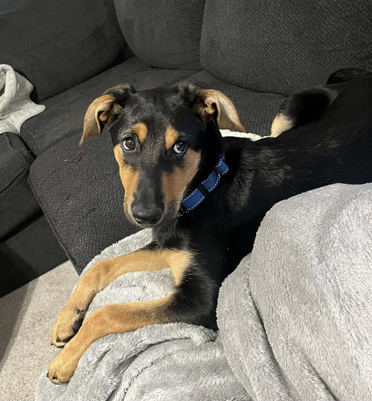 Enlarge Sunni, an adopted mixed breed in Grand Rapids, MI image 1/3