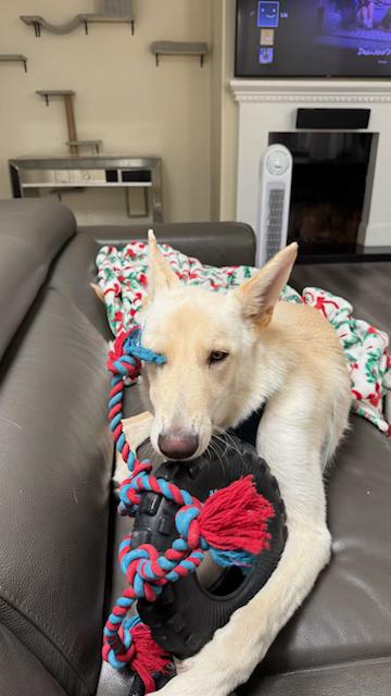 Suny, ADOPTABLE, Puppy Male Yellow Labrador Retriever & White German Shepherd.