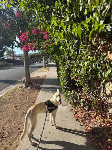 Enlarge Suny, a ADOPTABLE mixed breed in santa barbara, CA image 3/3