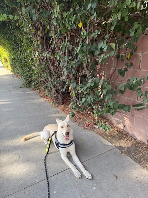 Enlarge Suny, a ADOPTABLE mixed breed in santa barbara, CA image 2/3