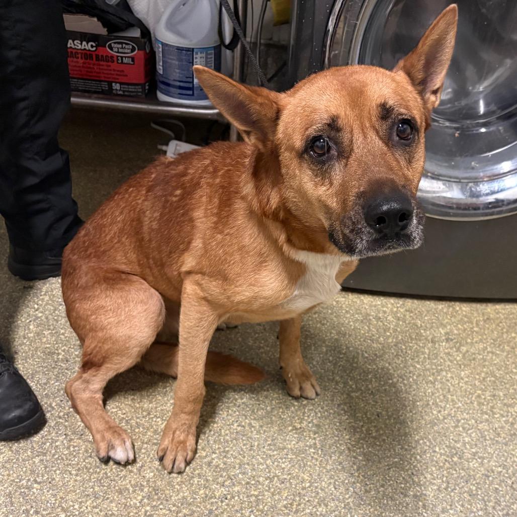 Kobe, Adoptable, Adult Male Shepherd & Pit Bull Terrier.