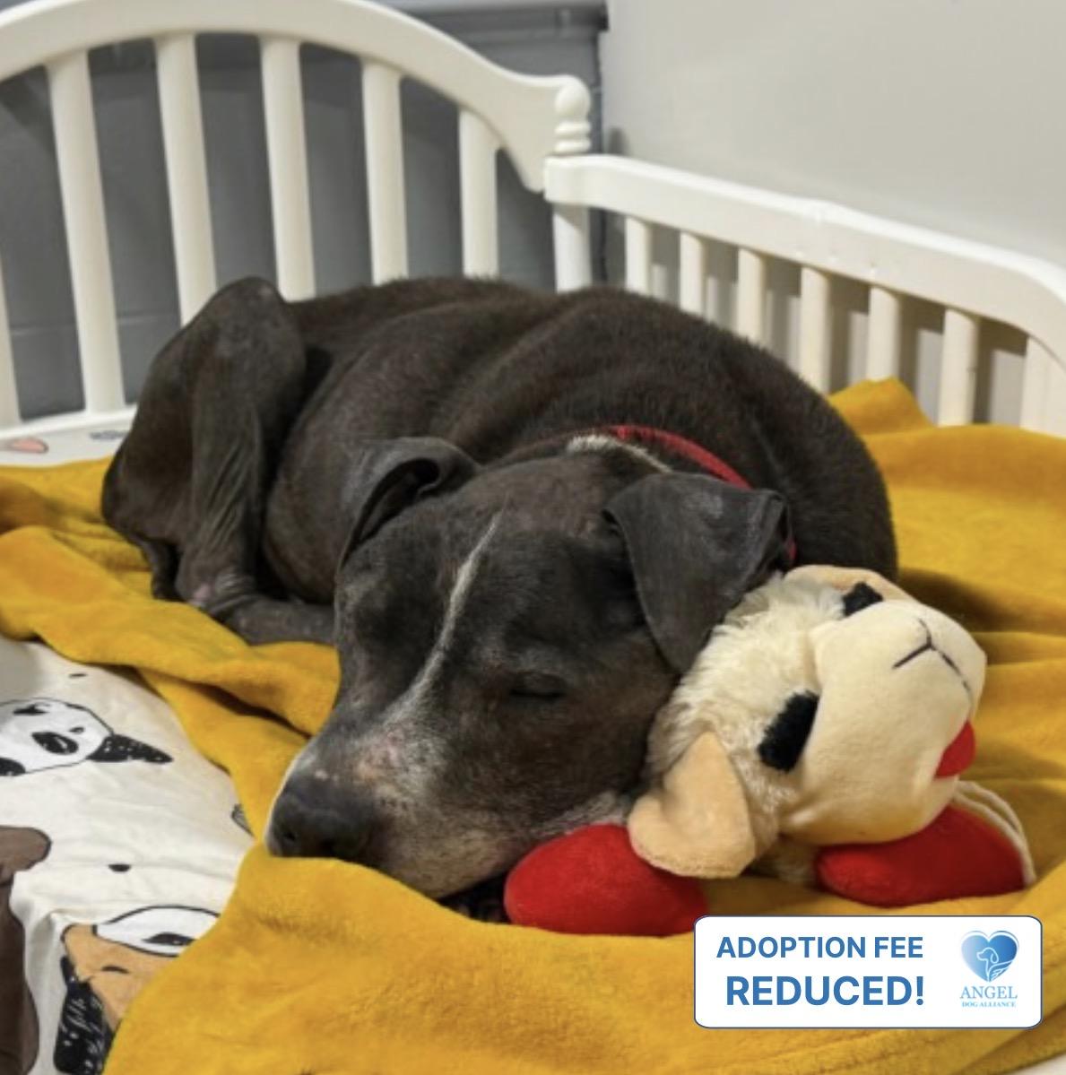 Enlarge Gramps, a Adoptable American Bully in Naperville, IL image 1/4