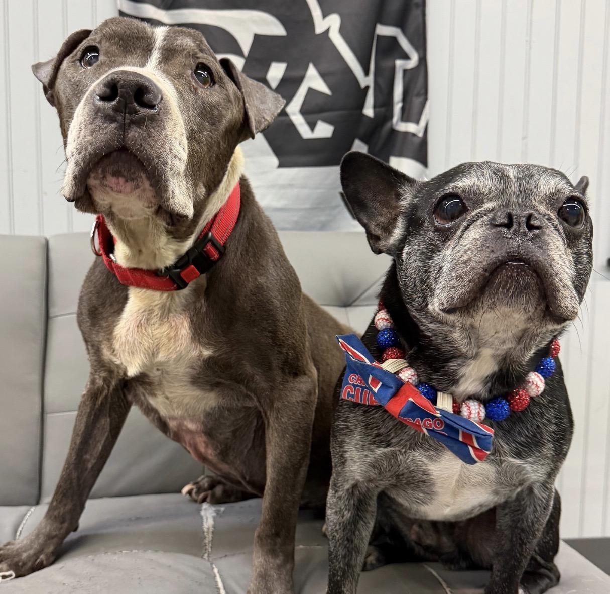 Enlarge Gramps, a Adoptable American Bully in Naperville, IL image 2/4