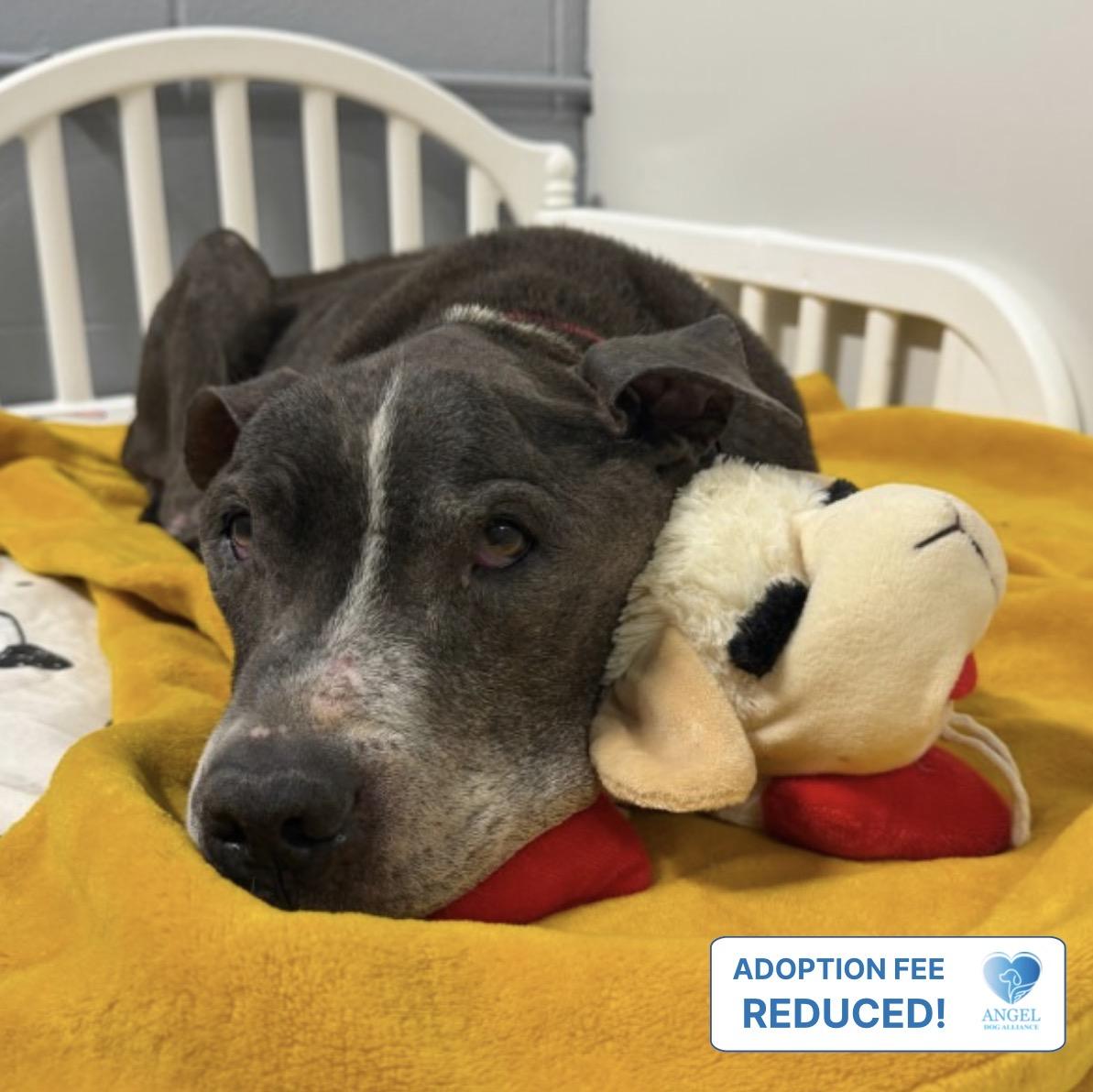Enlarge Gramps, a Adoptable American Bully in Naperville, IL image 3/4