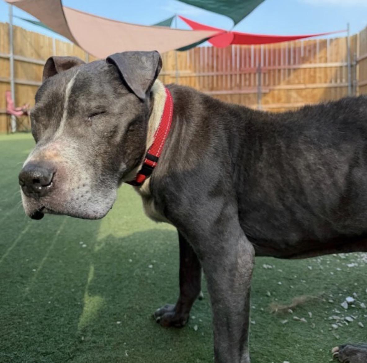 Enlarge Gramps, a Adoptable American Bully in Naperville, IL image 4/4