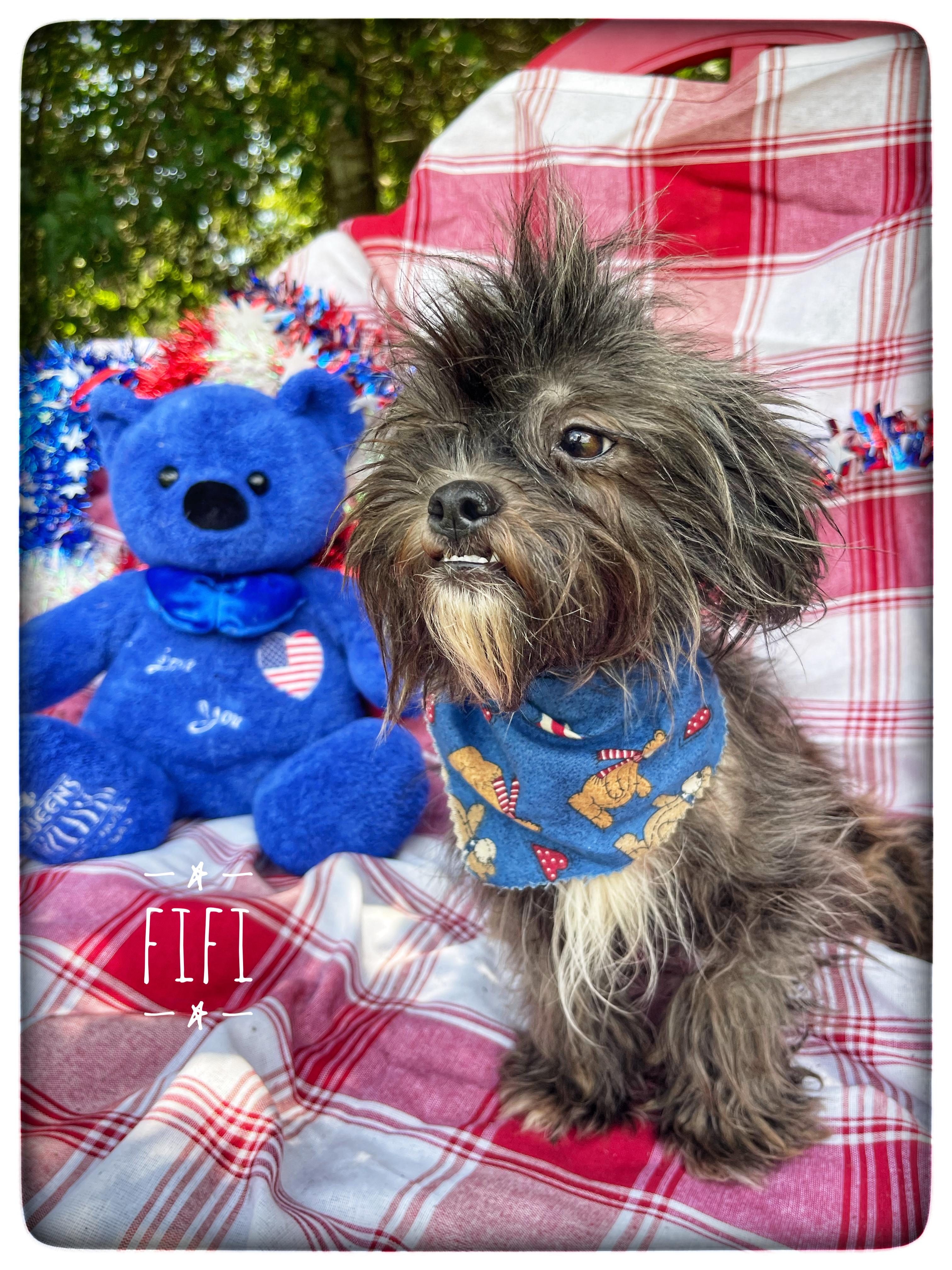 Enlarge Fifi, an adopted mixed breed in Sebring, FL image 1/4
