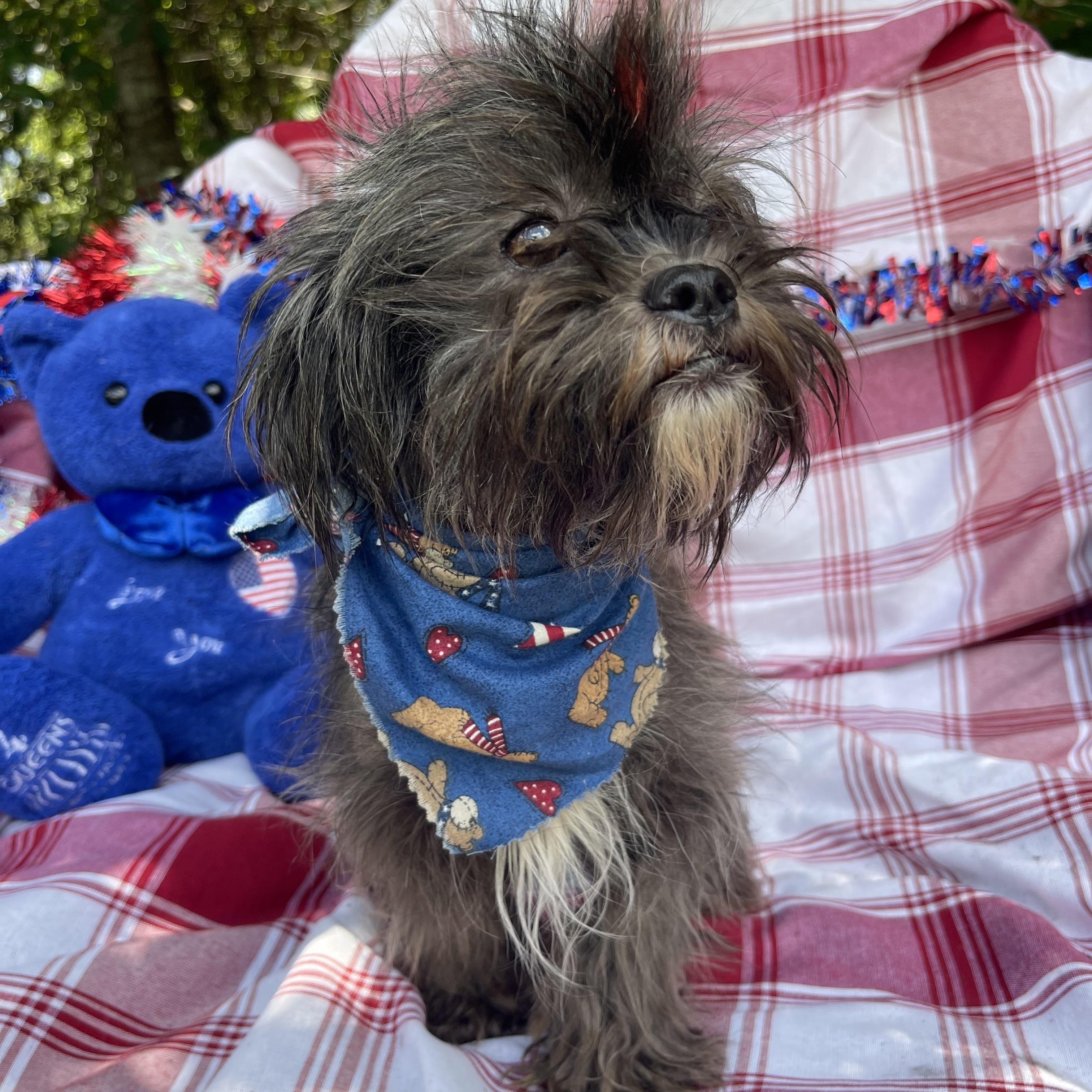 Enlarge Fifi, an adopted mixed breed in Sebring, FL image 3/4