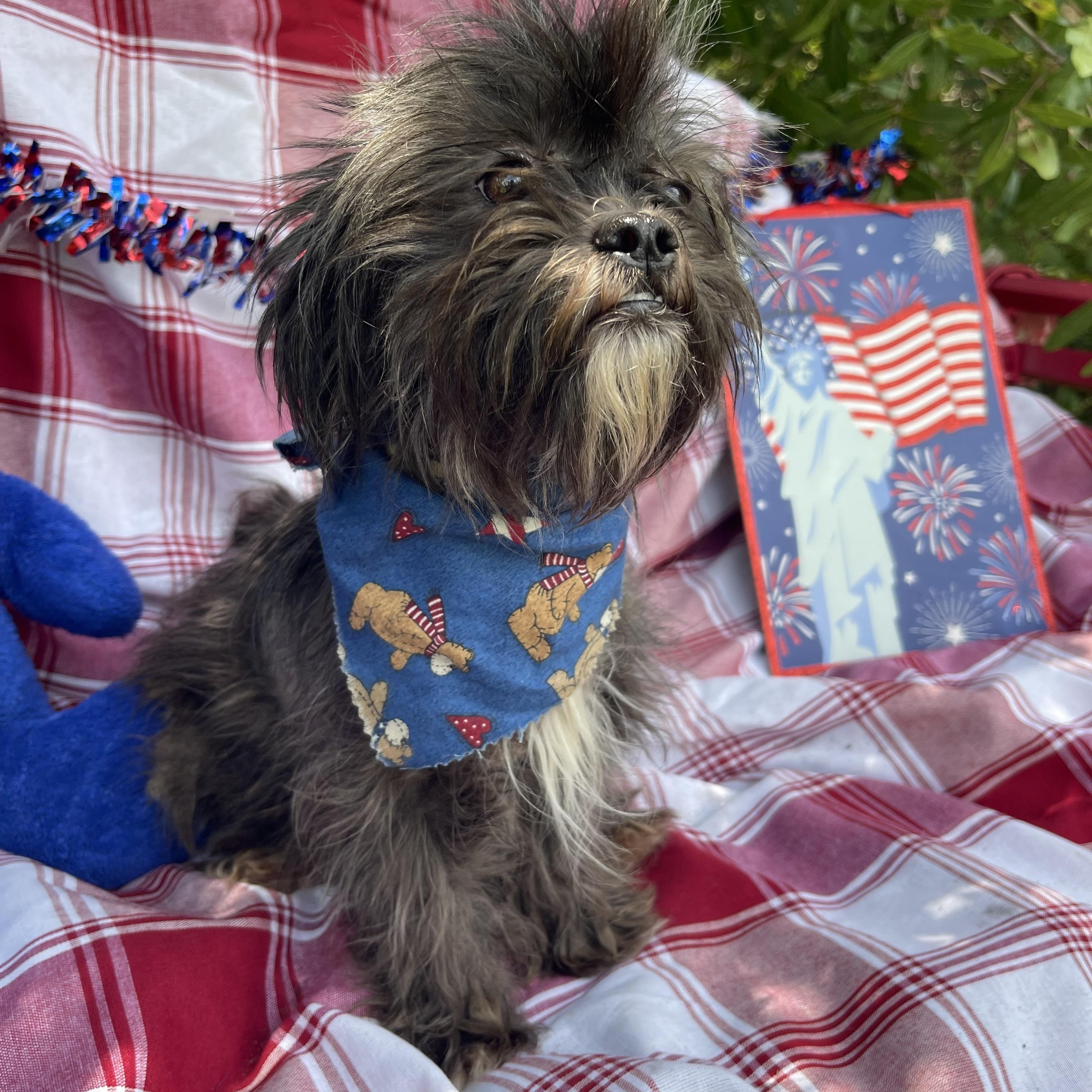 Enlarge Fifi, an adopted mixed breed in Sebring, FL image 2/4