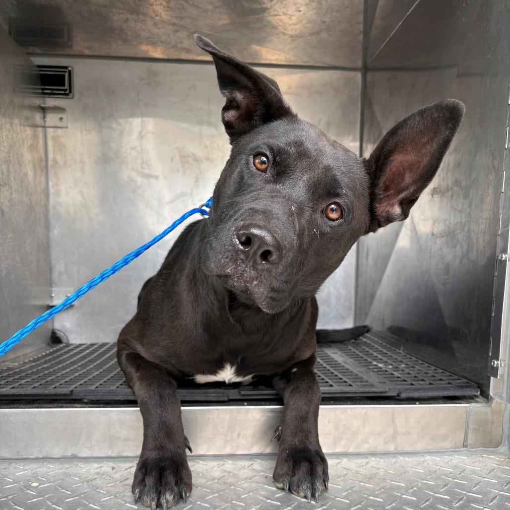 Enlarge Sweet Sasha, a Adoptable mixed breed in Bryan, TX image 1/1