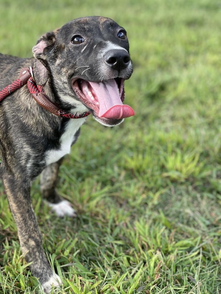 Enlarge Thelma, a Adoptable mixed breed in Dickson, TN image 1/3