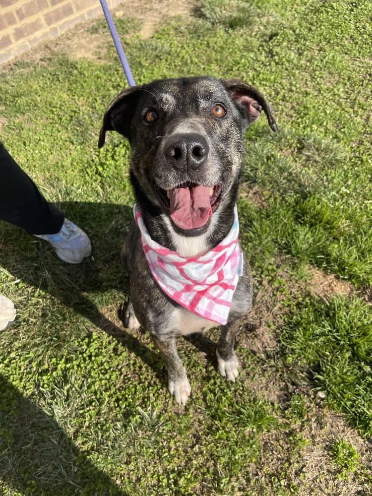 Enlarge Thelma, a Adoptable mixed breed in Dickson, TN image 2/3